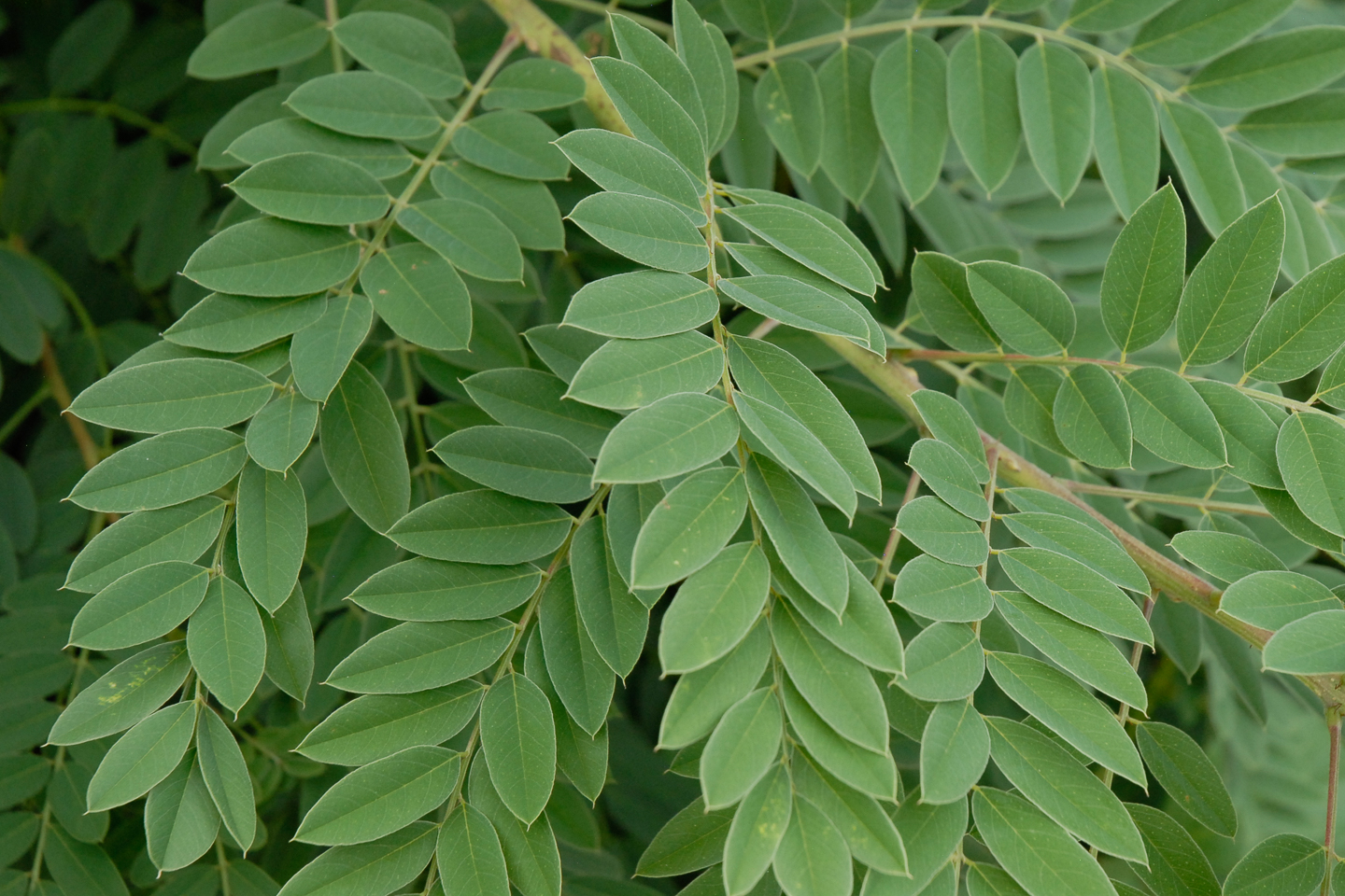 False Indigo Bush